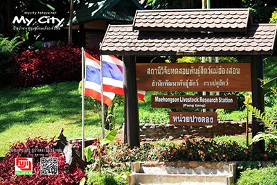 รีวิวการไป ฟาร์มแกะ และ ศูนย์เพาะชำพันธุ์ไม้ที่สูง ปางตอง ของเป้ใบ รองเท้าคู่