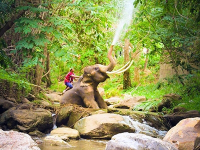 ปางช้างแม่สา Maesa Elephant Camp