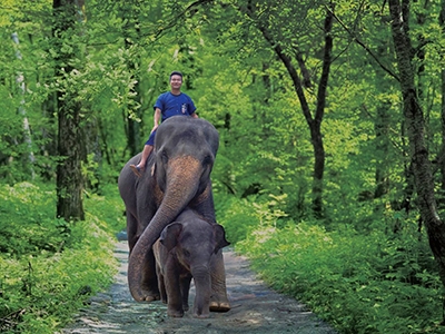 ปางช้างแม่สา Maesa Elephant Camp