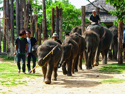 หมู่บ้านช้างตากลาง ท่าตูม สุรินทร์