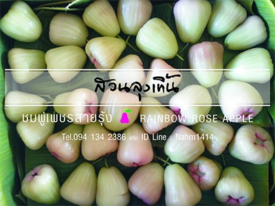 ชมพู่เพชรสายรุ้ง สวนลุงเทิ้น เพชรบุรี