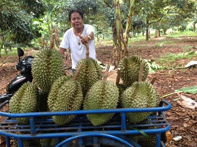สวนทุเรียน ลุงวฤทธิ์ เมืองกันทรลักษ์