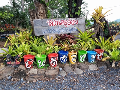 ไผ่รวกหวานภูกระดึง สวนครูอ๋อง จ.เลย