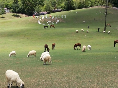 瑞士谷时尚度假村 Swiss Valley Hip Resort 泰国酒店