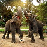ปางช้างแม่สา Maesa Elephant Camp