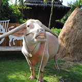 บ้านควาย หมู่บ้านอนุรักษ์ควายไทย Buffalo Village