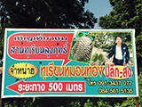 สวนทุเรียน ลุงวฤทธิ์ เมืองกันทรลักษ์