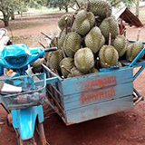 สวนทุเรียนน้องสตางค์ ศรีสะเกษ