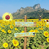 ทุ่งทานตะวันบานเขาจีนแล ลพบุรี